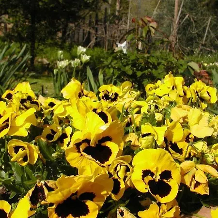 Adorable Tuscan With Beautiful Garden Just Outside Lucca, Sleeps 4 Appartamento *