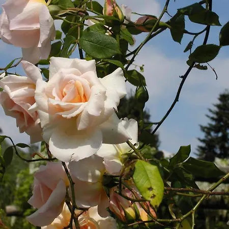 Adorable Tuscan With Beautiful Garden Just Outside Lucca, Sleeps 4 Capannori